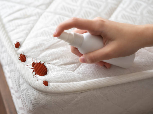 Best Mosquito Control Services  in Phillips, WI